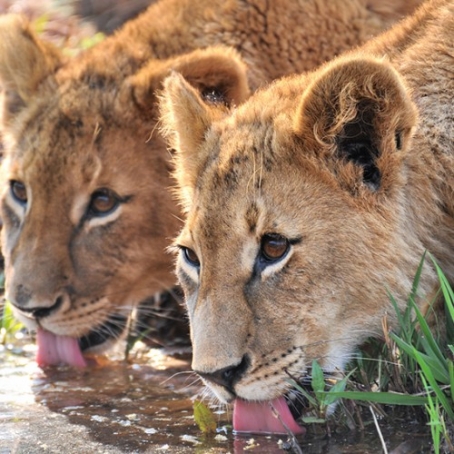 gallery/Lion_Tours---scalecrop_500_500-Lions-at-water