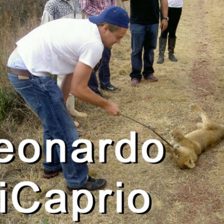 gallery/Lion_Tours---scalecrop_500_500-Leo-Di-Caprio-with-lion01