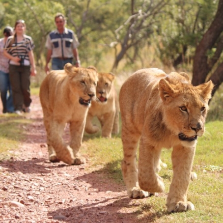 gallery/Lion_Tours---scalecrop_500_500-Lion_walk